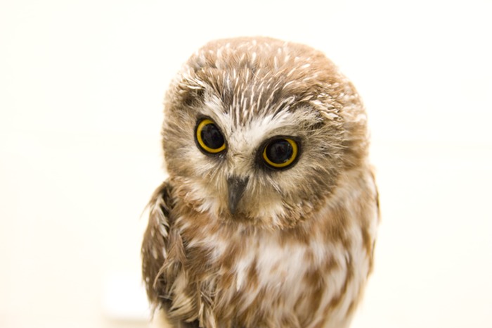 owl cute