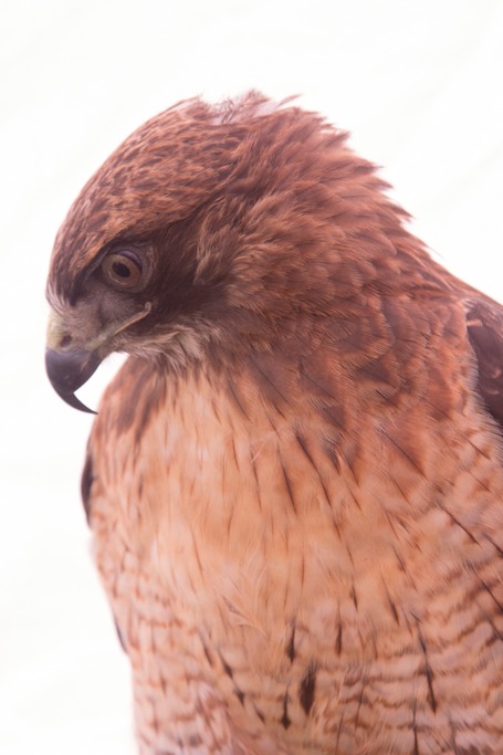 red tail hawk -3