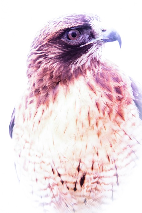 red tail hawk -6