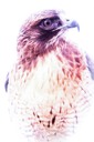 red tail hawk -6