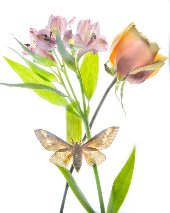 rose moth to flatten