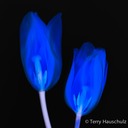 tranparent tulips LAB blue crop invert all-1