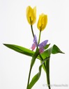 transparent tulips-1