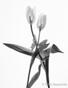 transparent tulips LAB bw-1