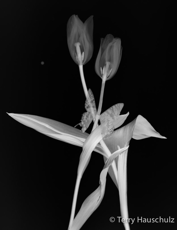 transparent tulips LAB invert bw-1