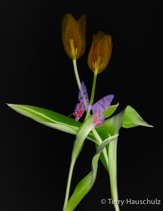 transparent tulips LAB invert L-1